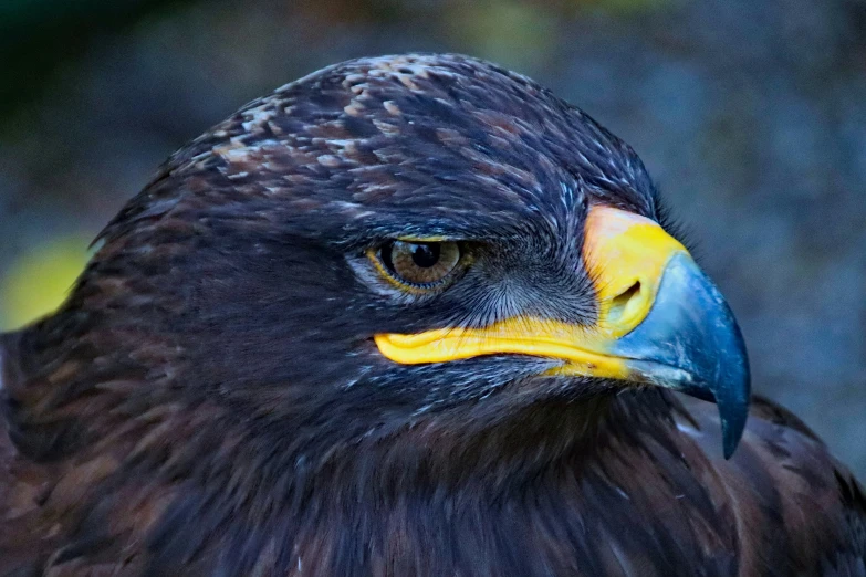 a large brown eagle looking at the camera