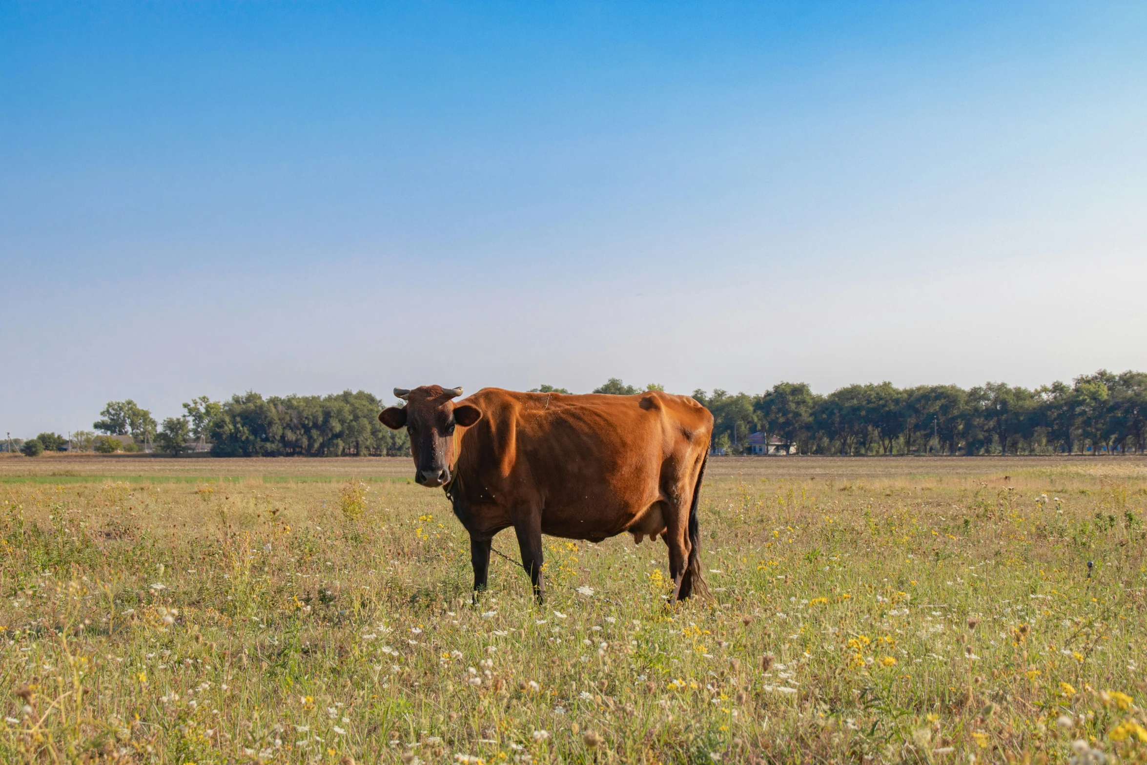 cow looking at camera while standing in open field