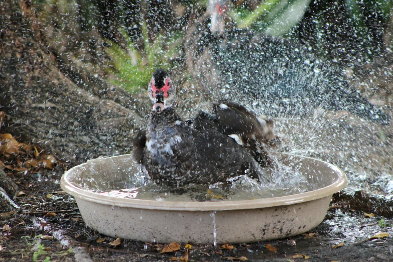 a bird splashing in a tub of water