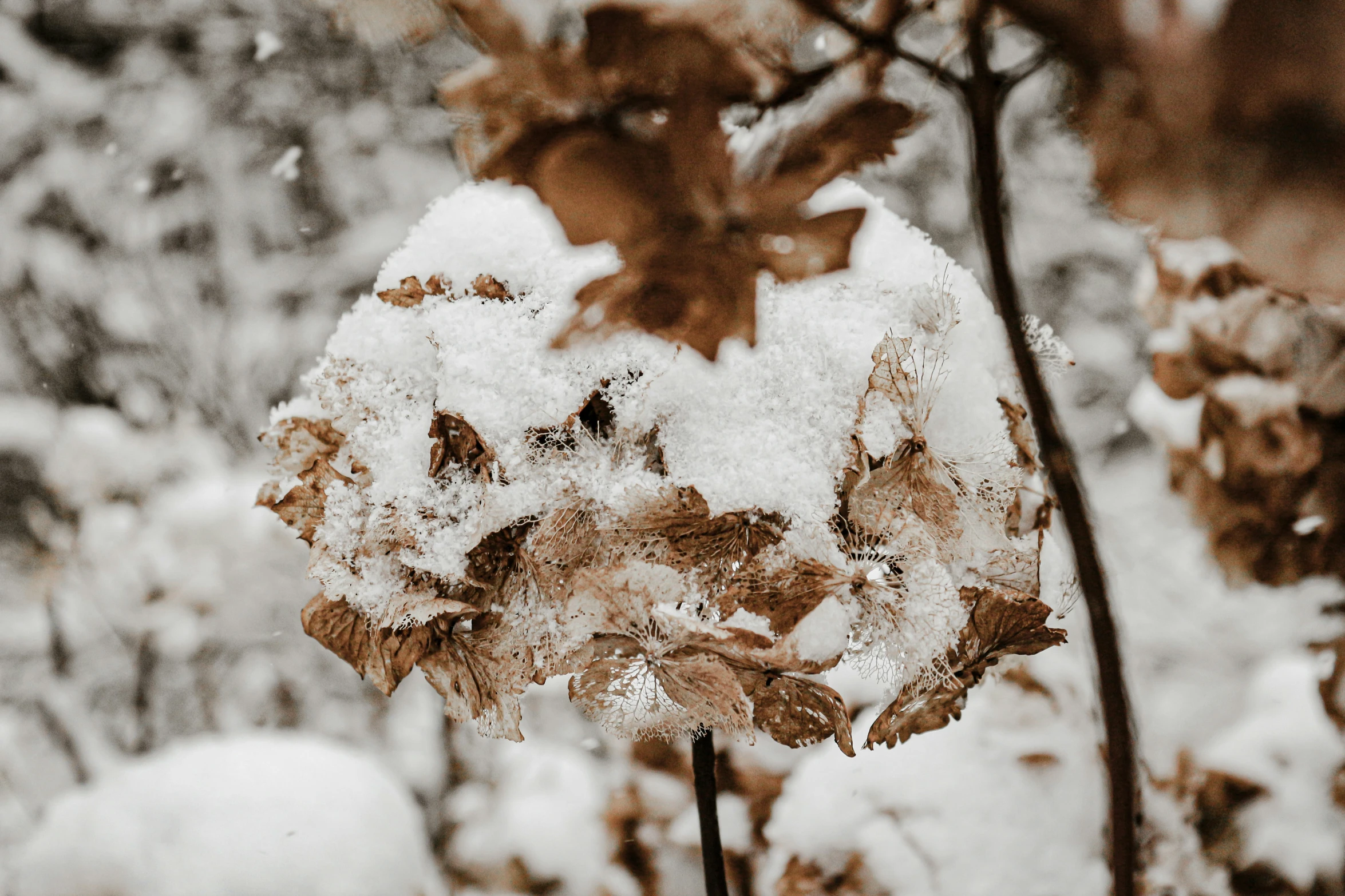 some brown leaves are covered with snow in a park