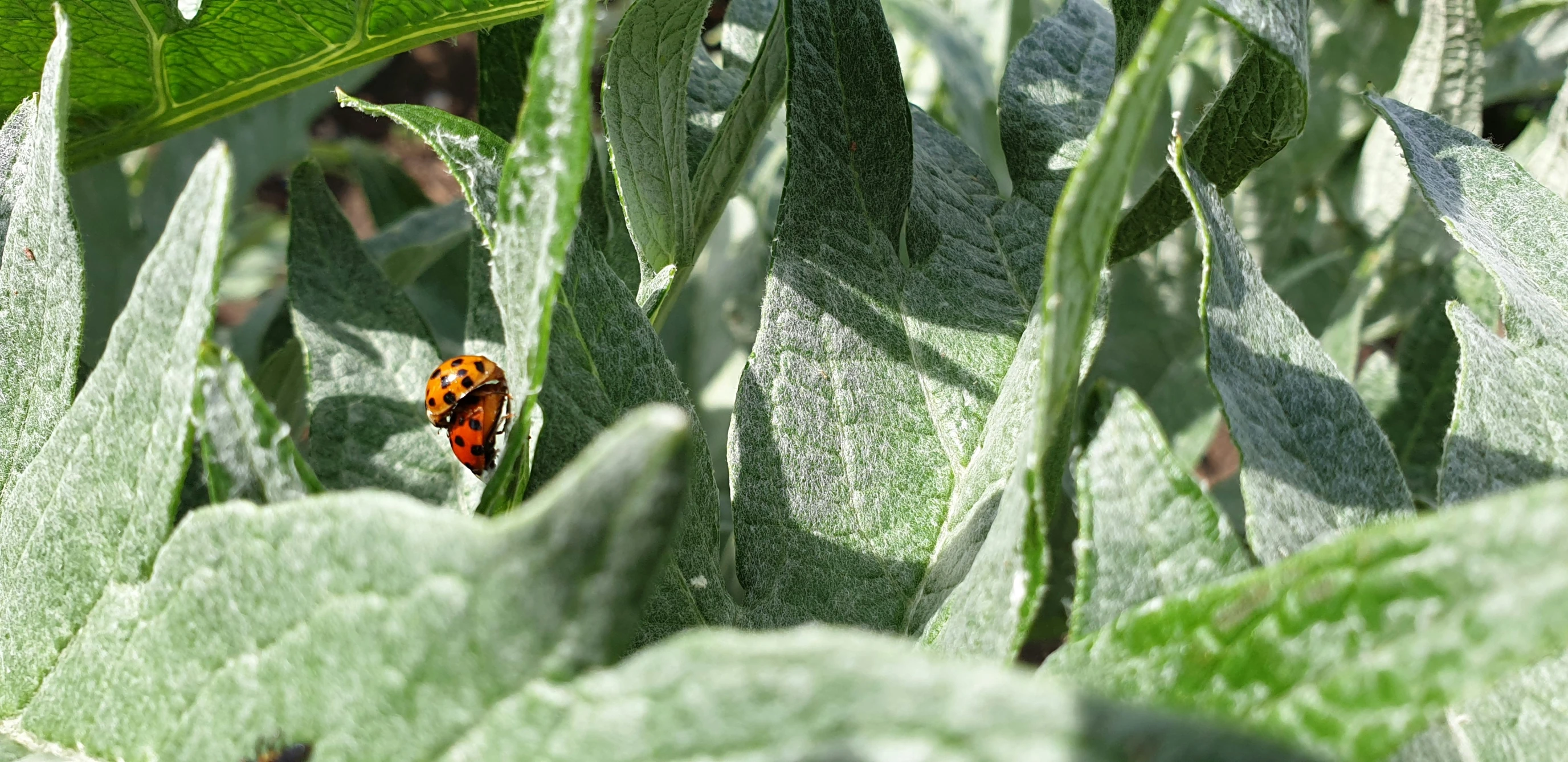 a bright orange ladybug rests on the underside of a leaf