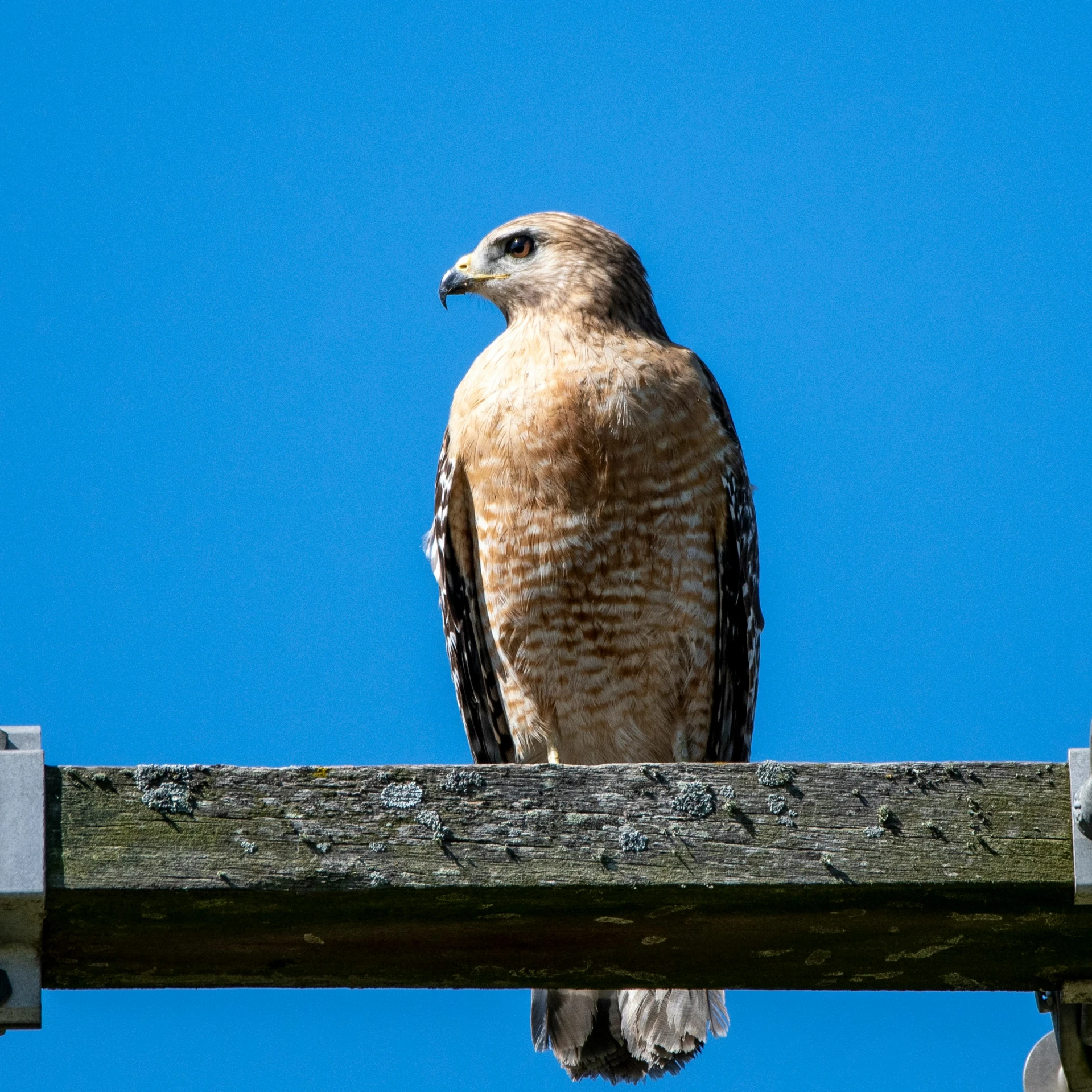 there is a bird that is perched on a wooden beam