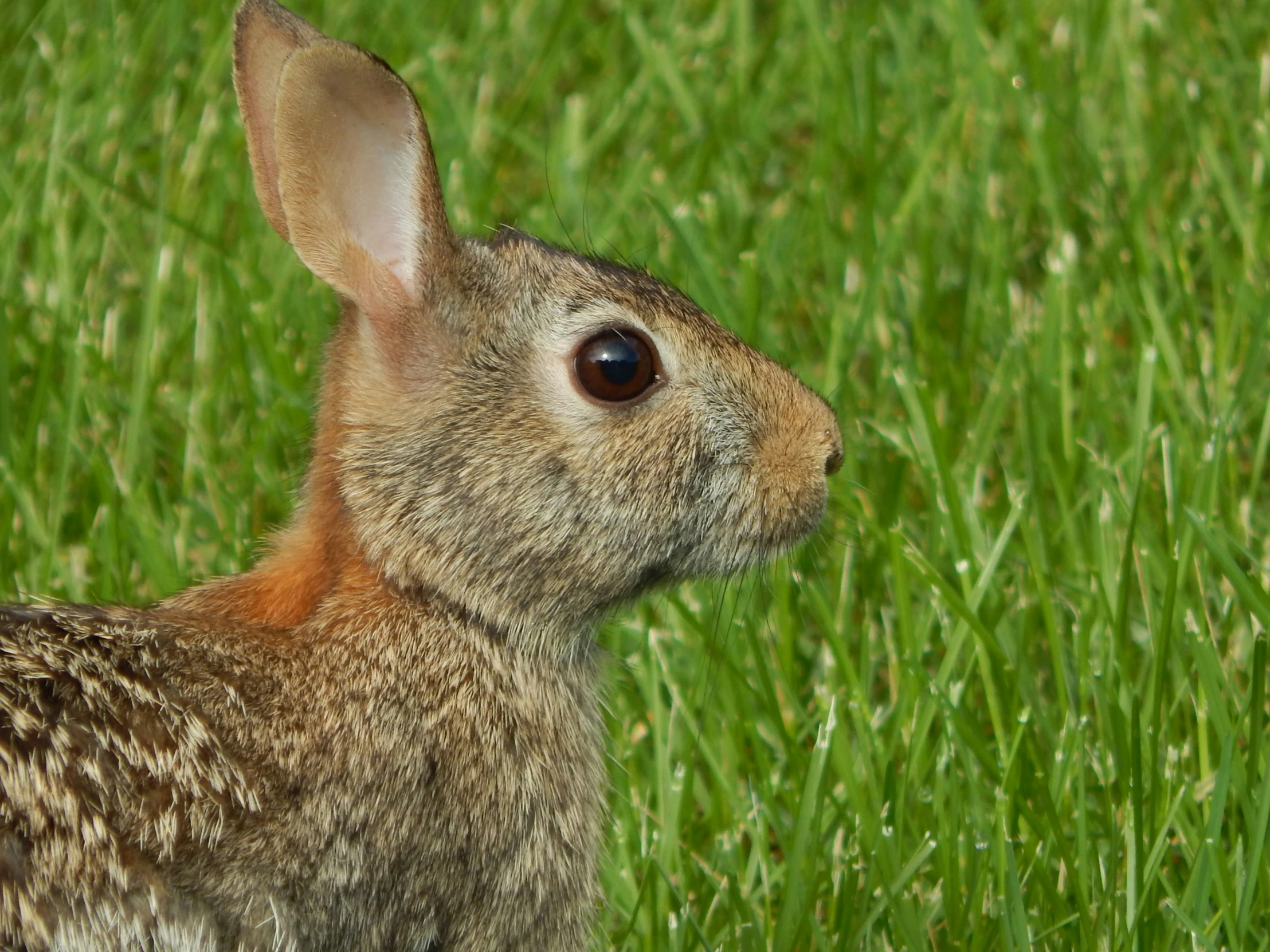 a small rabbit sitting in the middle of a field of grass