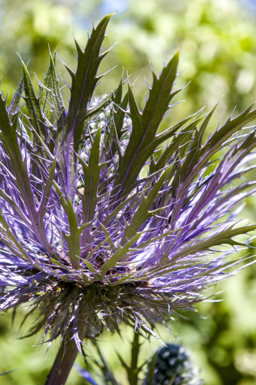 a small purple flower sits in the sunlight