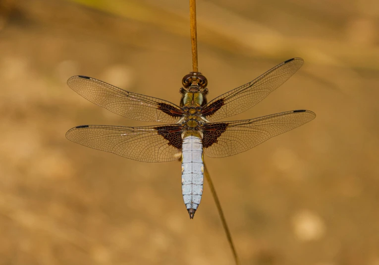 a small brown and white dragonfly sitting on a blade