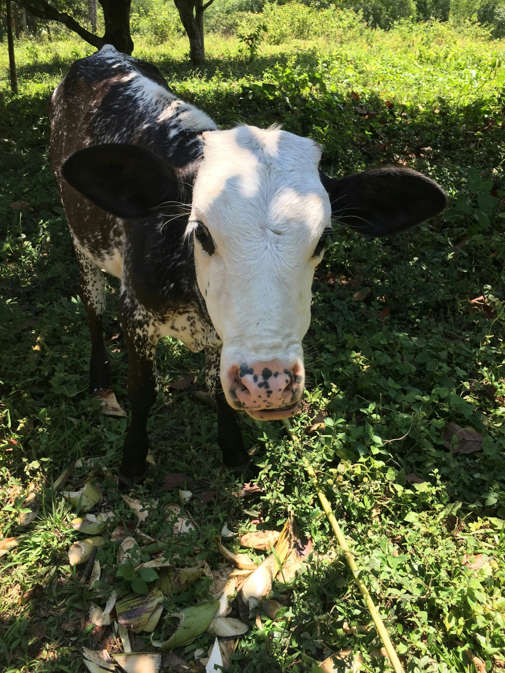 black and white cow with a nose ring staring at camera