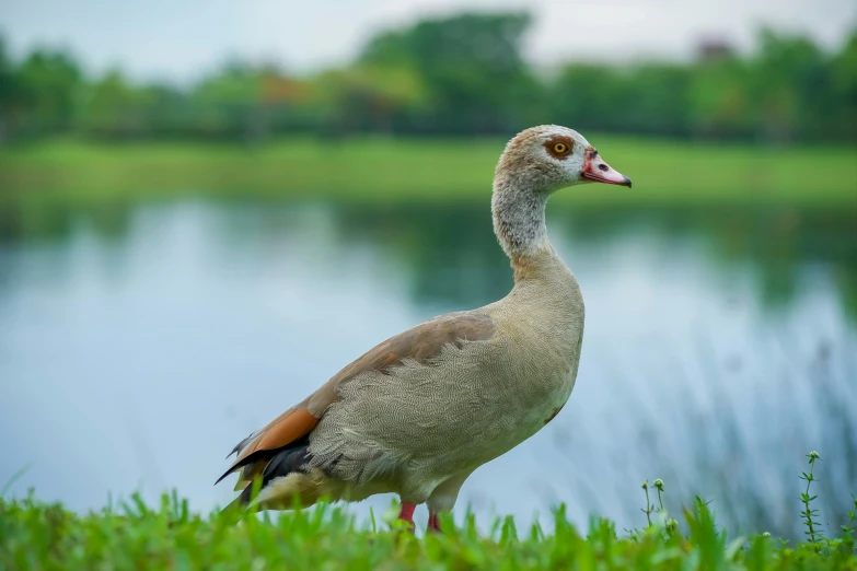 a duck is standing on some grass near water