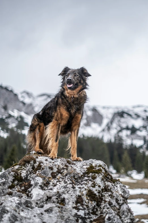 a black, brown and gray dog standing on top of a rocky surface