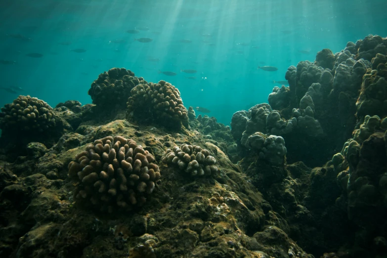 an image of a reef that is under water