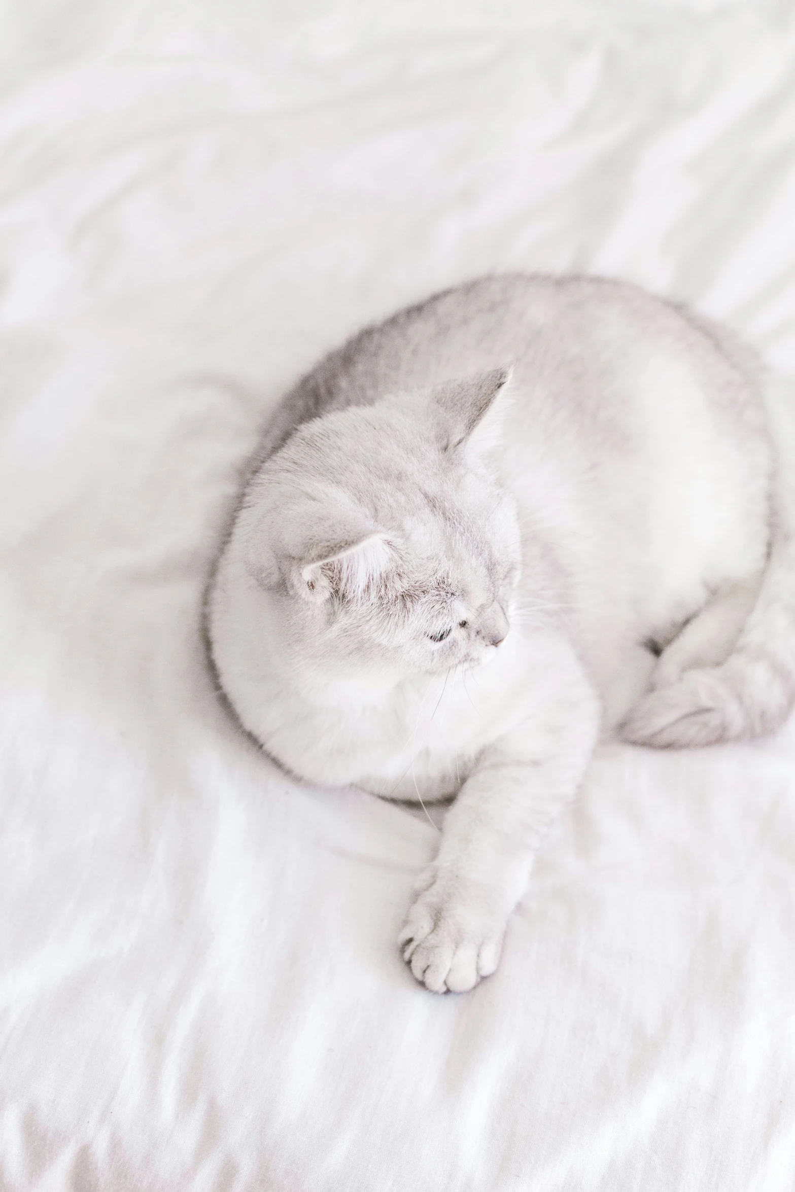 a sleeping cat sitting on a bed and looking forward