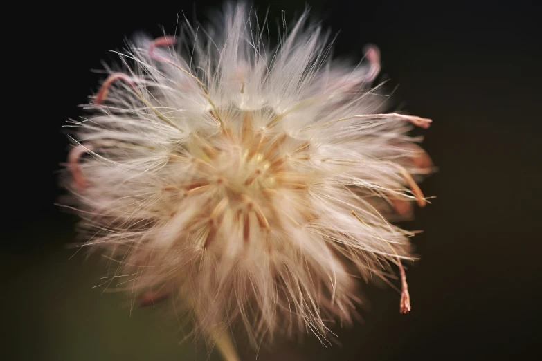 a dandelion seed looks up to the camera