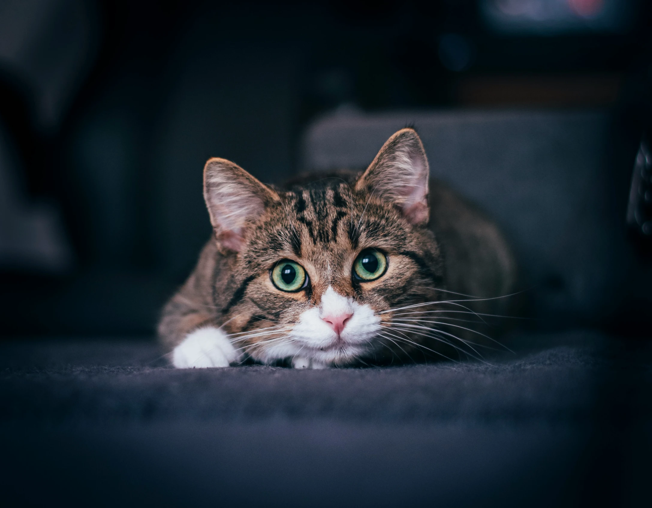 a cat laying on the floor with green eyes