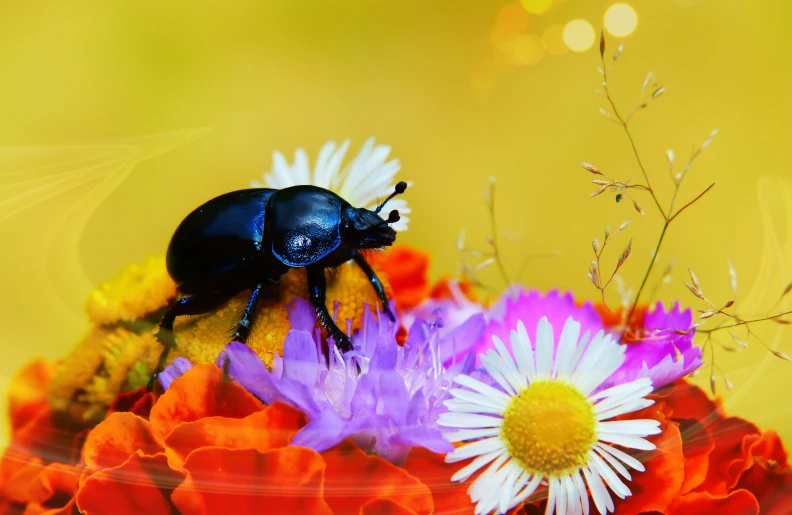 the small beetle is standing on the flower