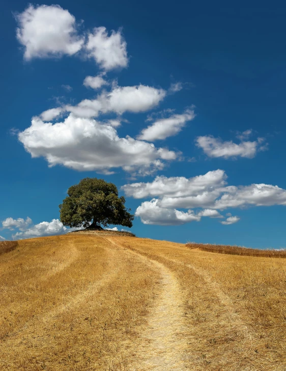 lone tree on a large open field with clouds