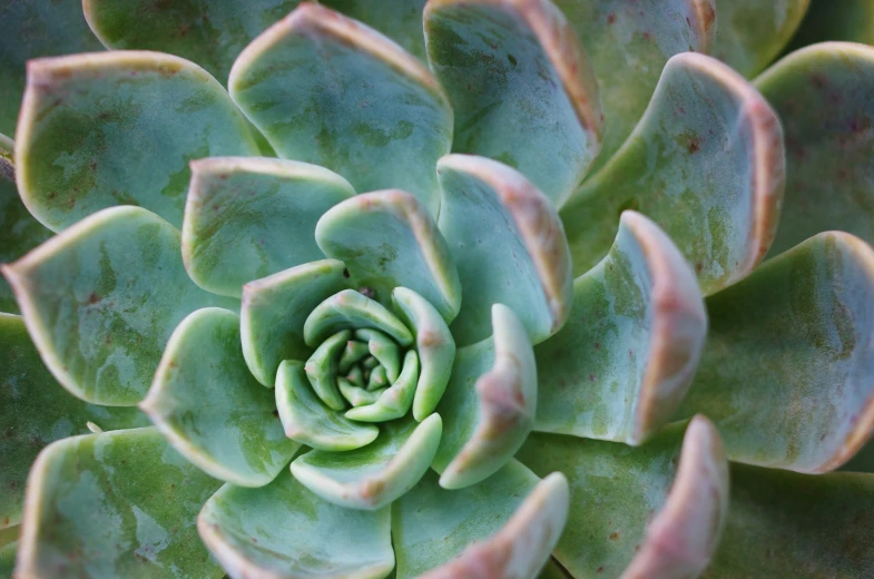 the center of a large green plant with a green center