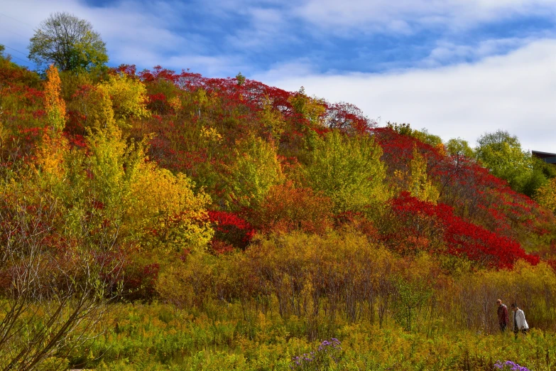 a view of trees with different colors on it