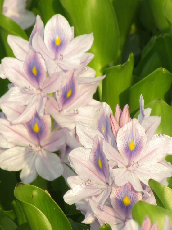 pink flowers that have green leaves around them