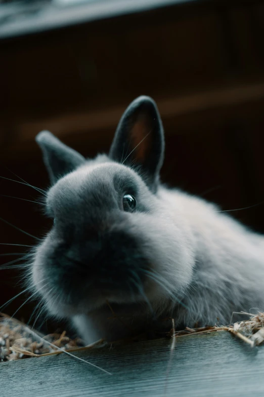 a grey bunny with white spots and blue eyes looks towards the camera