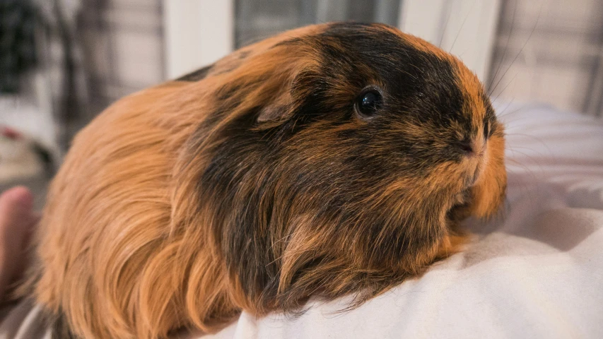 an image of guinea pig with blurry background
