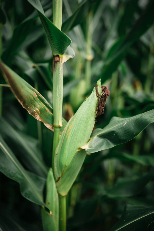 an insect sits on a leaf of a plant