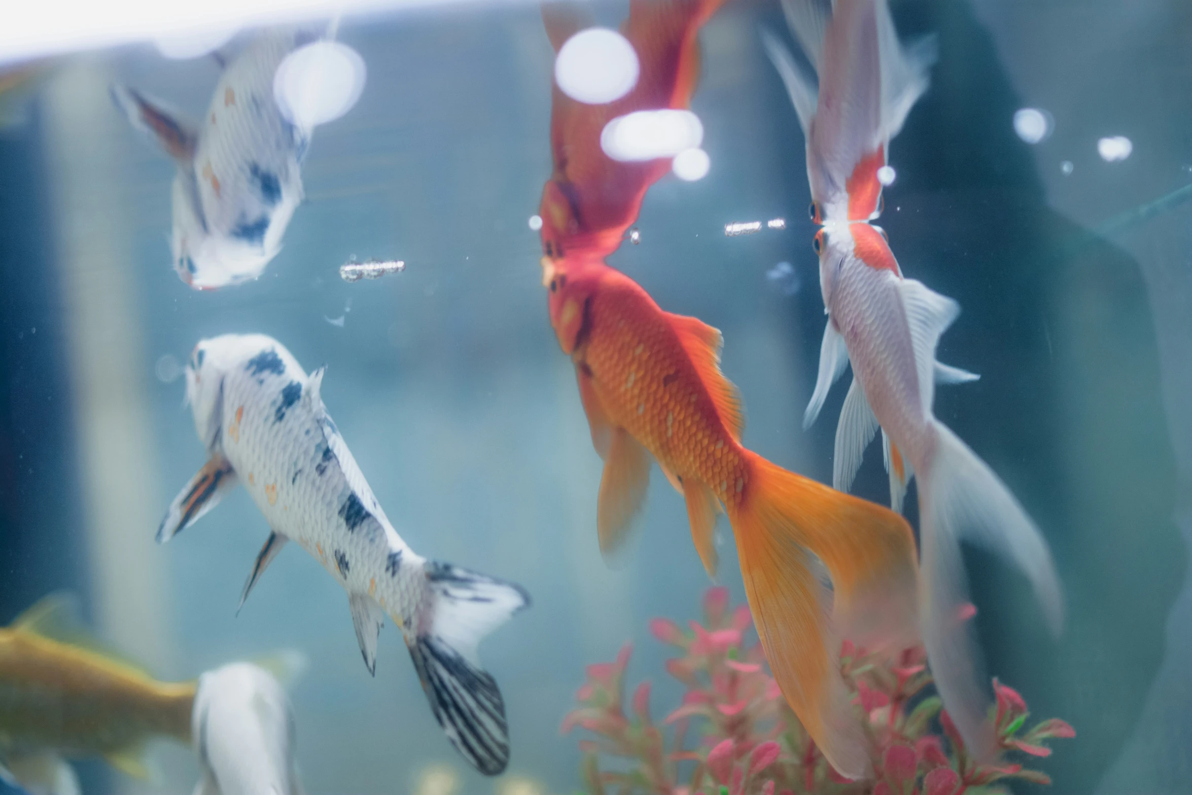 a group of fish swimming in a tank