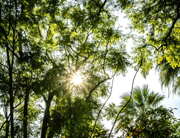 sun shining through the trees over the forest