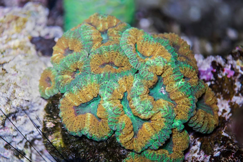 colorful reef algae on rocks and sponges with a green ring in the middle