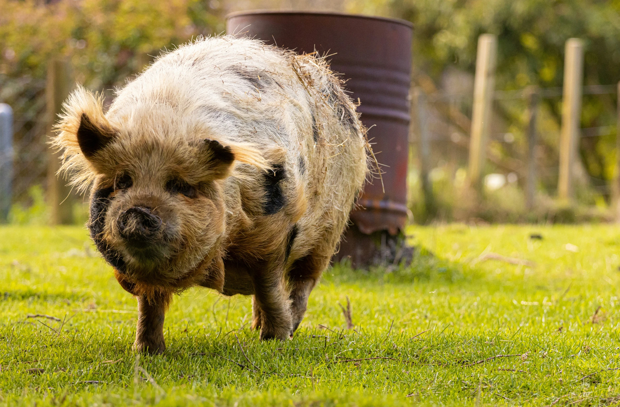 a pig that is walking in the grass