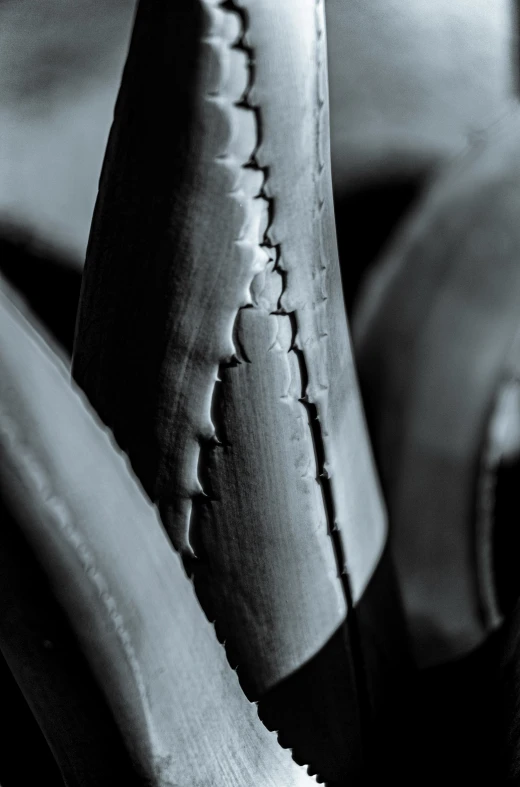 a closeup s of a plant showing the sharpness