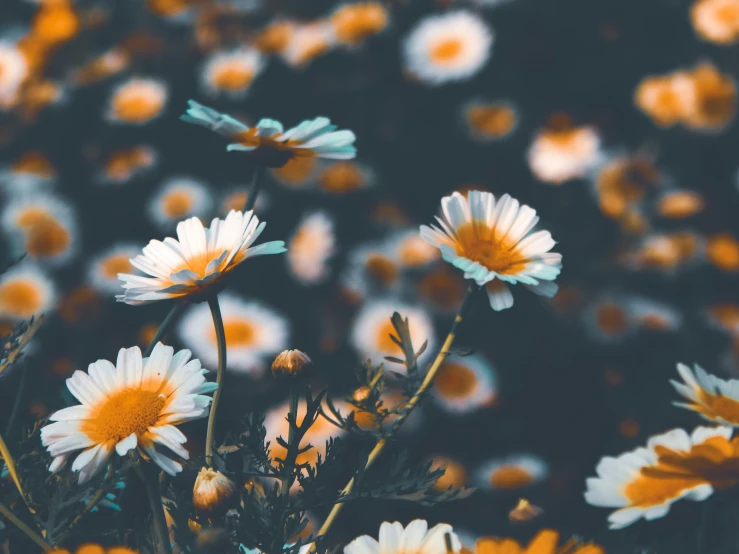 close up of colorful flowers in a field