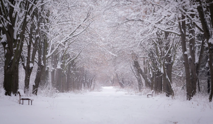 a snow covered path through a wooded area