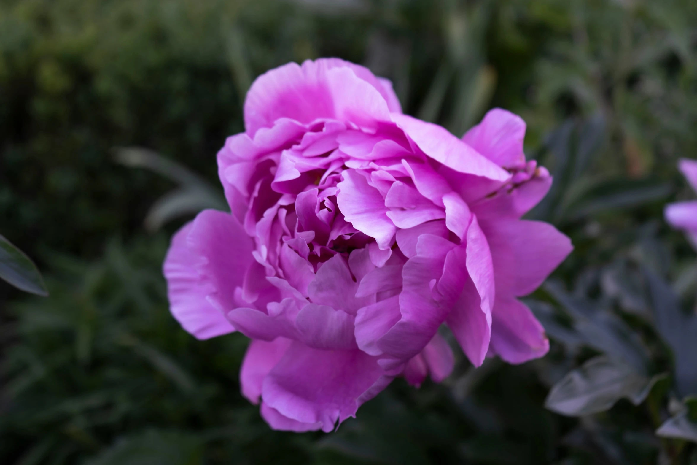 purple flowers are blooming on a green plant