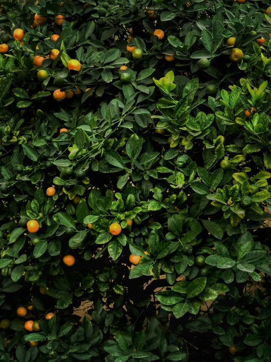 a group of oranges on top of leaves