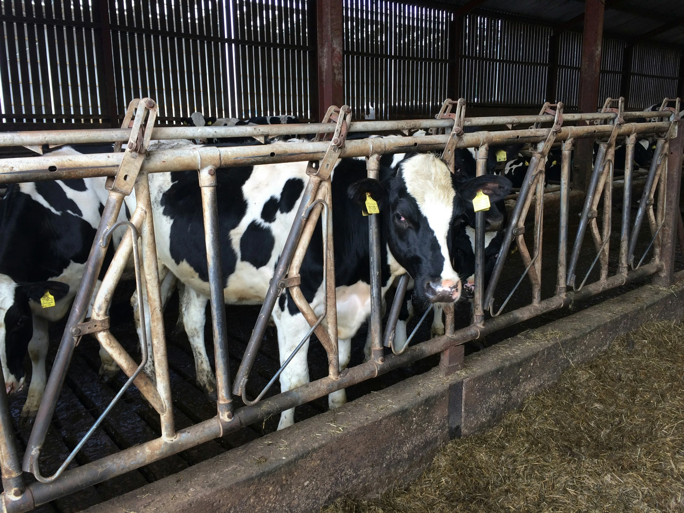 a black and white cow stands behind a metal gate