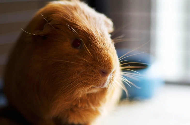 close up of a guinea pig looking directly into the camera