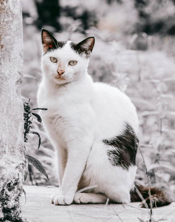 the cat is sitting on the ground beside a tree