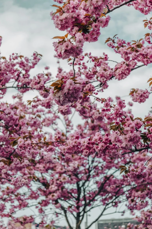 this po shows pink flowering trees in the foreground