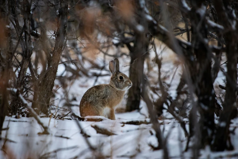 a rabbit standing in the middle of trees