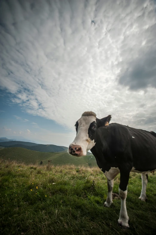 there is a cow in the middle of a field