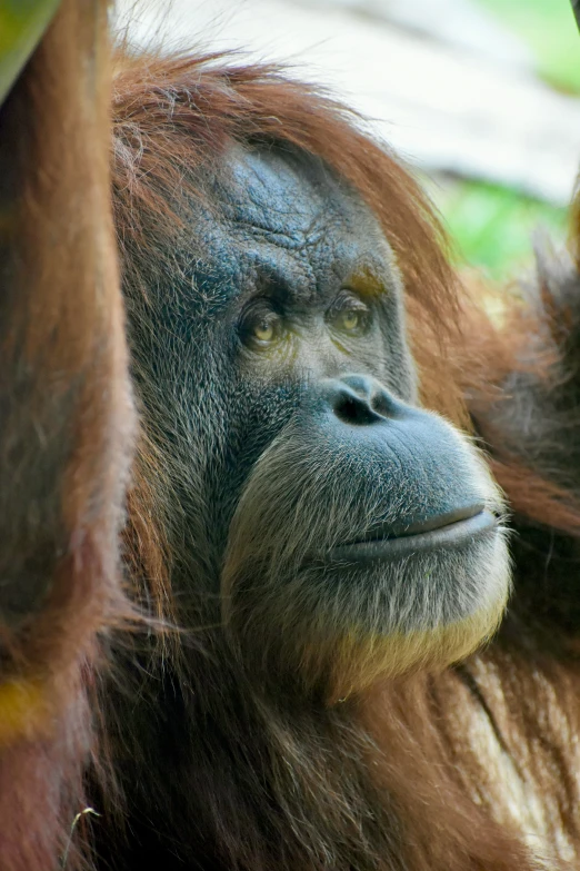 an adult oranguta hangs its neck up