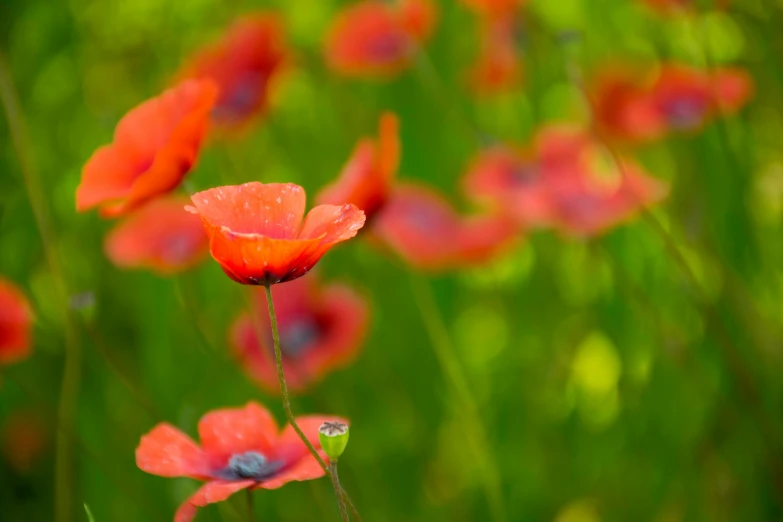 red poppys are growing on the side of a hill