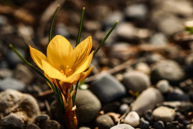 small yellow flower sitting on top of a pile of rocks