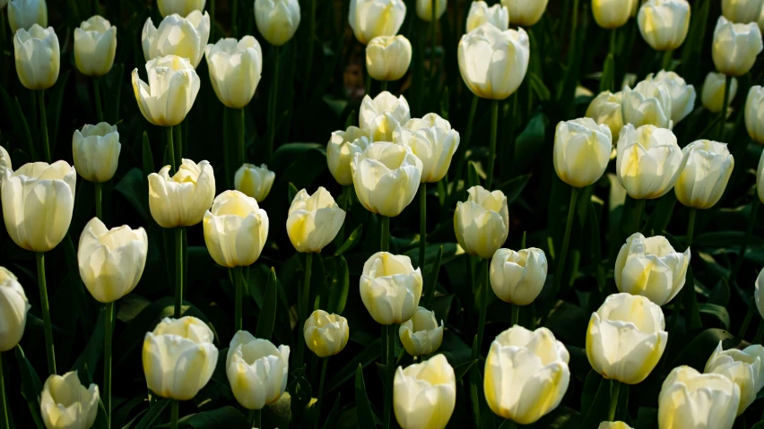 some white and yellow flowers with green leaves