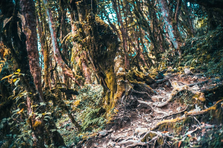 the path goes through the trees in this area