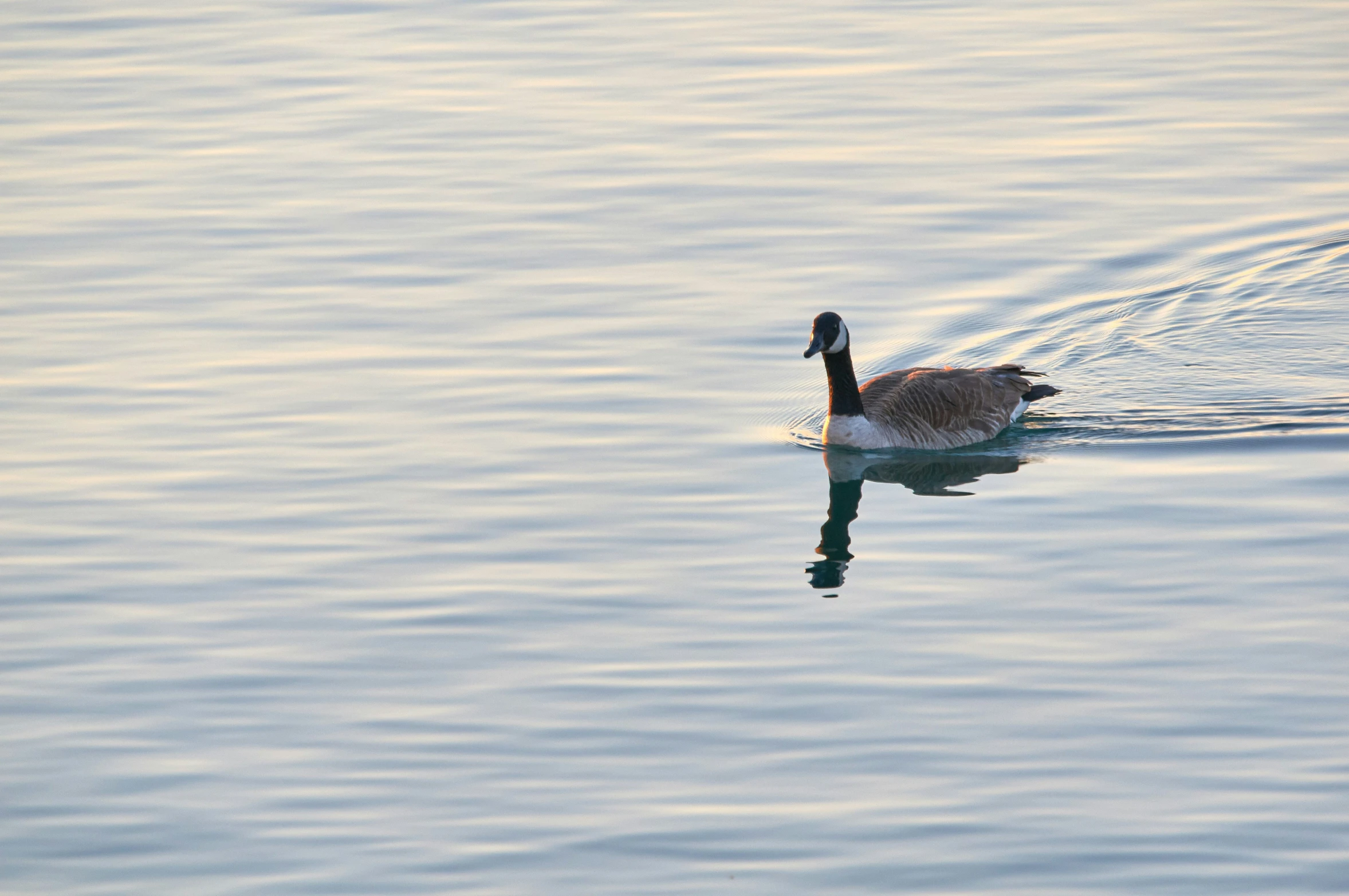 a swan floating in the water on a clear day