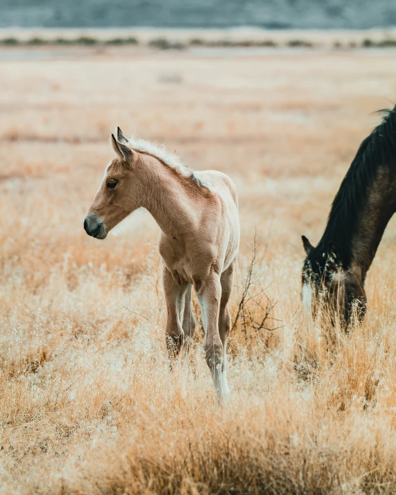 a large and small horse are standing in the grass