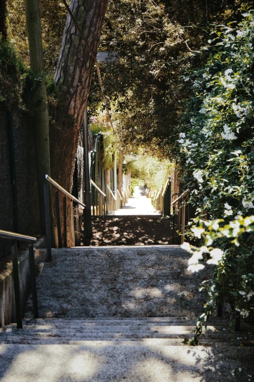 a set of stone steps leading up to some trees