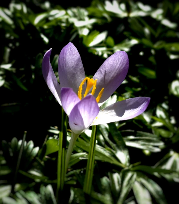 the purple flower has a yellow stamen in it