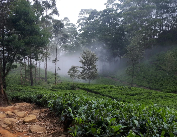 tea plants growing in the forest next to a dirt road