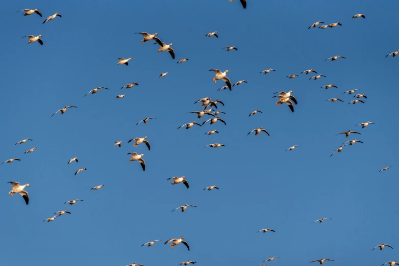 a large flock of birds flying through the sky